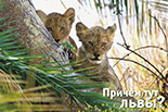 Missia magazine, Cheliabinsk, April 2008. Why lions?
