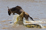 Daily Mirror and  Daily Mail. Make it snappy: High-jumping wildebeest escapes jaws of a hungry crocodile. March 2, 2011.