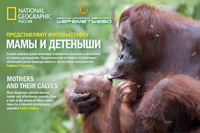 Аэропорт Шереметьево и журнал «National Geographic Россия» представляют фотовыставку «Мамы и детеныши»