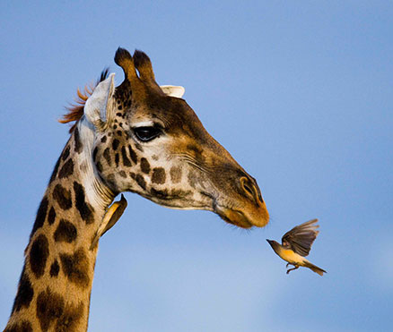 Giraffe and okskeper