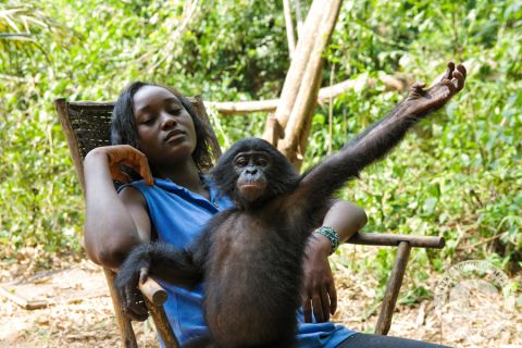 Карликовый шимпанзе 6. Бонобо заповедник. Lola ya Bonobo Республика Конго. Шимпанзе Карликовые в бассейне Конго. Feeding time at Lola ya Bonobo.