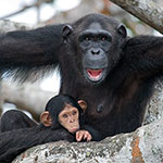 Мангровый рай для шимпанзе